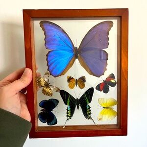 Peruvian Butterflies in Glass Box/Wood Frame
